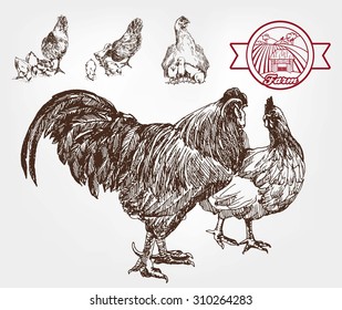 poultry breeding. set of sketches made by hand