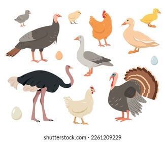 Poultry or domestic bird icons isolated on white background. Set of farm birds in different poses and colors. Hens, turkey, goose, duck, and ostrich. Vector flat or cartoon illustration.