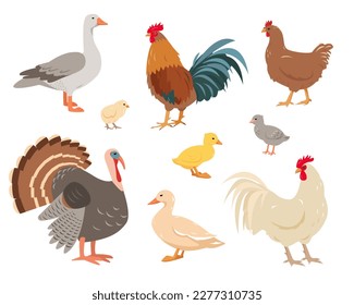 Poultry or domestic birds isolated on white background. Set of farm birds in different poses and colors. Hen, turkey, goose, duck, rooster and chickens. Vector flat or cartoon illustration.