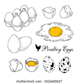 Poultry eggs collection. Fresh, in box, boiled, scrambled eggs. Hand drawn line art vector illustration