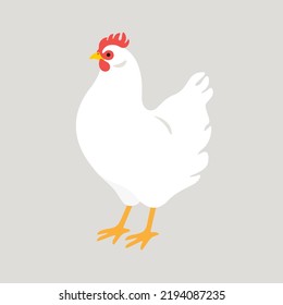 Poultry farm bird. Illustration of white Chicken isolated on white background.