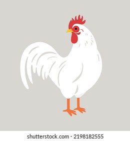 Poultry farm bird. Illustration of white Rooster isolated on white background.