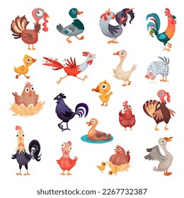 Poultry and Farm Birds with Hen, Turkey, Rooster, Duck and Goose Big Vector Set
