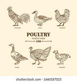 Poultry farm birds illustration. Hand drawn vector chicken, hen, turkey, goose, duck, rooster isolated on light background. Domestic birds set in vintage woodcut style.