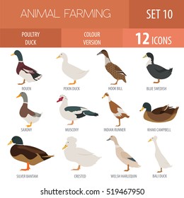 Poultry farm. Duck breeds isolated icon set. Flat design. Vector illustration svg