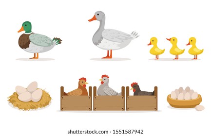 Poultry Farm With Hens, Ducks And Gooses. Eggs And Ducklings Vector Illustration Set Isolated On White Background