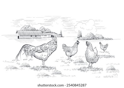 Poultry farm. Rural landscape with hens and rooster on meadow. Hand-drawn vector illustration in linear style