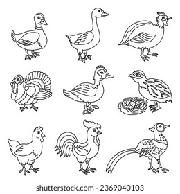 Granja de aves de corral. Conjunto de pájaros. Línea de vectores. Curso de contorno modificable.