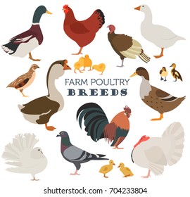 Poultry farming. Chicken, duck, goose, turkey, pigeon, quail icon set isolated on white. Flat design. Vector illustration