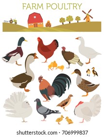 Poultry farming. Chicken, duck, goose, turkey, pigeon, quail icon set isolated on white. Flat design. Vector illustration