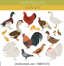 Poultry farming. Chicken, duck, goose, turkey, pigeon, quail icon set isolated on white. Flat design. Vector illustration