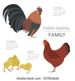 Poultry farming. Chicken family isolated on white. Flat design. Vector illustration