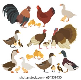 Poultry farming. Chicken, turkey, duck, goose family isolated on white. Vector illustration