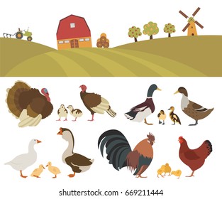 Poultry farming. Chicken, turkey, duck, goose family isolated on white. Vector illustration