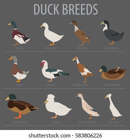 Poultry Farming Duck Breeds Icon Set Stock Vector (Royalty Free ...