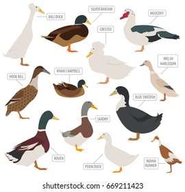 Poultry farming. Duck breeds icon set. Flat design. Vector illustration