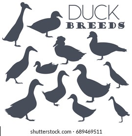 Poultry farming. Duck breeds icon set. Flat design. Vector illustration svg