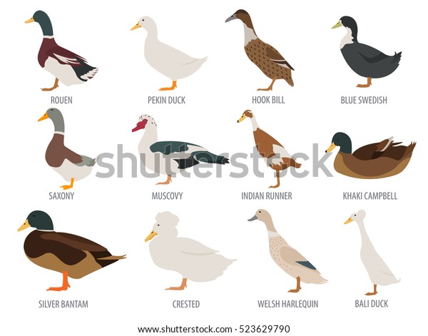 Poultry\
farming. Duck breeds isolated icon set. Flat design with swedish,\
khaki, harlequin birds. Vector\
illustration