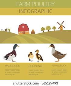 Poultry farming. Duck family isolated on white. Flat design. Vector illustration