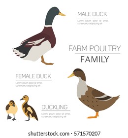 6,007 Duck family Stock Vectors, Images & Vector Art | Shutterstock