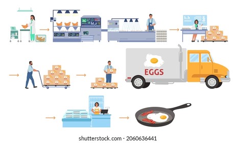 Poultry farming, egg production infographic, flat vector illustration. Chicken factory conveyor for eggs processing, quality control, packaging. Distribution, sale, consumption. Food industry.