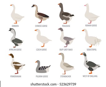 3,156 African Goose Images, Stock Photos & Vectors | Shutterstock