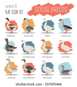 Poultry farming. Goose breeds icon set. Flat design. Vector illustration