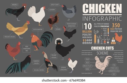 Poultry farming infographic template. Chicken breeding. Flat design. Vector illustration