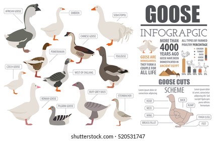 Poultry farming infographic template. Goose breeding. Flat design. Vector illustration