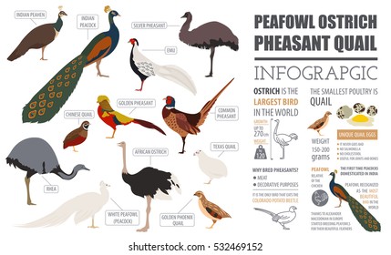 Poultry farming infographic template. Peafowl, ostrich, pheasant, quail breeding. Flat design. Vector illustration