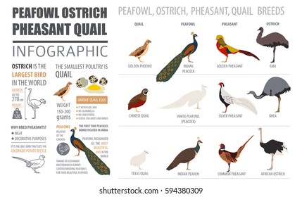 Poultry farming infographic template. Peafowl, ostrich, pheasant, quail breeding. Flat design. Vector illustration