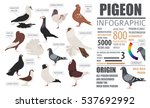 Poultry farming infographic template. Pigeon breeding. Flat design. Vector illustration