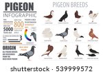 Poultry farming infographic template. Pigeon breeding. Flat design. Vector illustration