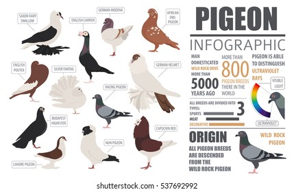 Poultry farming infographic template. Pigeon breeding. Flat design. Vector illustration