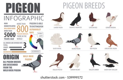 Poultry farming infographic template. Pigeon breeding. Flat design. Vector illustration