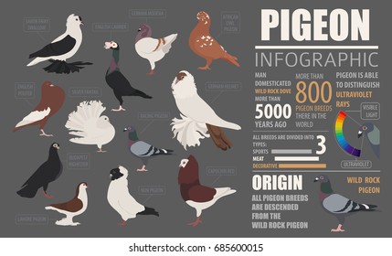 31 English pouter Images, Stock Photos & Vectors | Shutterstock