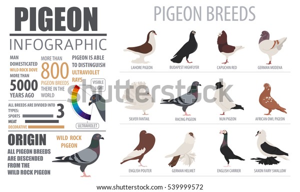 Modena Pigeon Color Chart