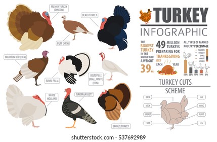 Poultry farming infographic template. Turkey breeding. Flat design. Vector illustration