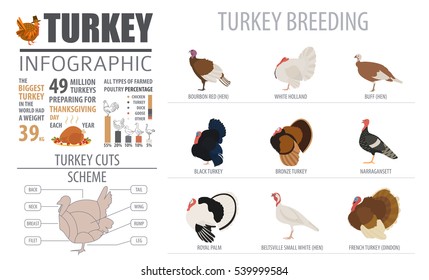 Poultry farming infographic template. Turkey breeding. Flat design. Vector illustration