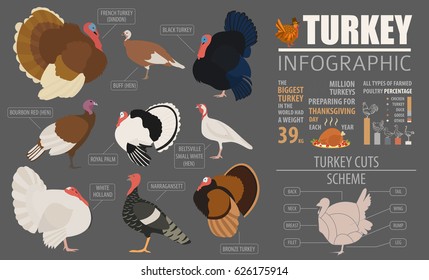 Poultry farming infographic template. Turkey breeding. Flat design. Vector illustration