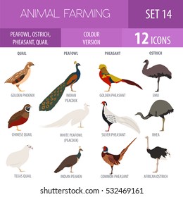 Poultry farming. Peafowl, ostrich, pheasant, quail breeds icon set. Flat design. Vector illustration