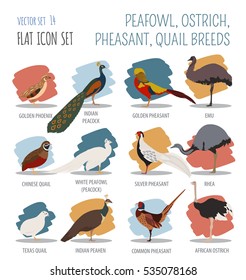 Poultry farming. Peafowl, ostrich, pheasant, quail breeds icon set. Flat design. Vector illustration