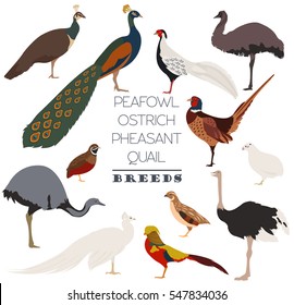 Poultry farming. Peafowl, ostrich, pheasant, quail breeds icon set. Flat design. Vector illustration