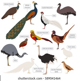 Poultry farming. Peafowl, ostrich, pheasant, quail breeds icon set. Flat design. Vector illustration