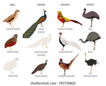 Poultry farming. Peafowl, ostrich, pheasant, quail breeds icon set. Flat design. Vector illustration