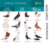 Poultry farming. Pigeon breeds icon set. Flat design. Vector illustration