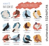 Poultry farming. Pigeon breeds icon set. Flat design. Vector illustration