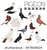 Poultry farming. Pigeon breeds icon set. Flat design. Vector illustration