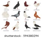 Poultry farming. Pigeon breeds icon set. Flat design. Vector illustration