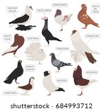 Poultry farming. Pigeon breeds icon set. Flat design. Vector illustration